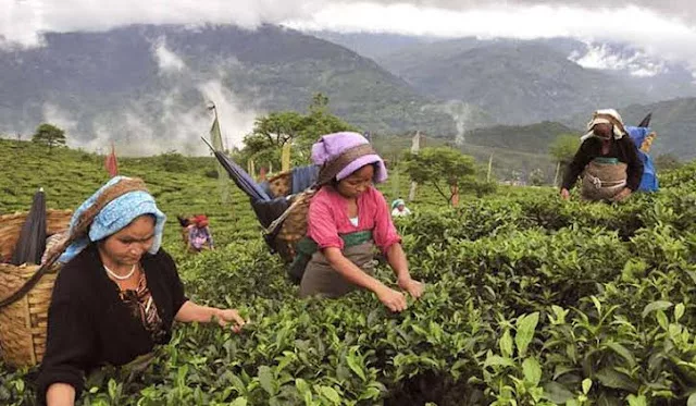 Condemn the attempt by D.T.A & C.C.P.A to operate the Tea plantations in Darjeeling